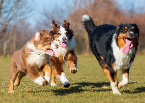 group of happy dogs running in the grass