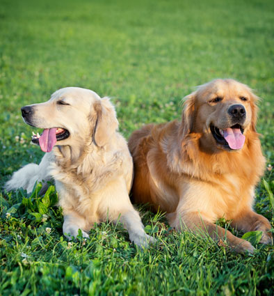 happy dogs laying in the grass