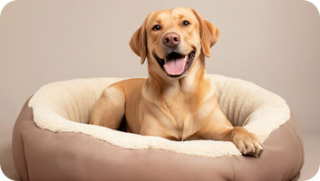 Dog Boarding