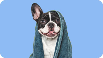 Dog Grooming