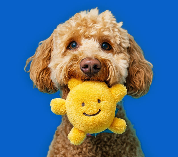 Dog with a plush toy