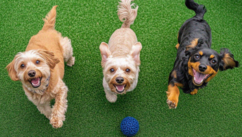 3 happy dogs with ball
